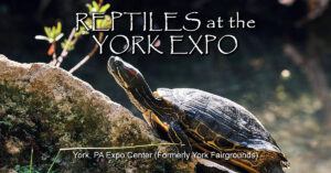 2024 York Spring Reptile Show