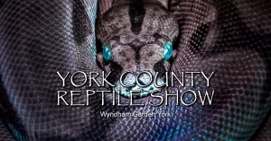 2024 York Holiday Reptile Show
