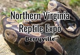 2024 Berryville Winter Reptile Expo