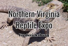 2024 Fredericksburg Summer Reptile Expo
